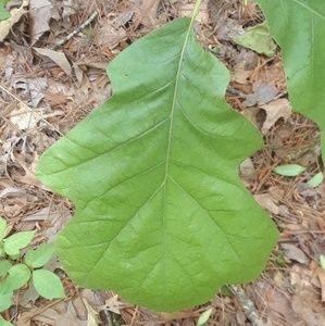 Meet your Posher, Vicki